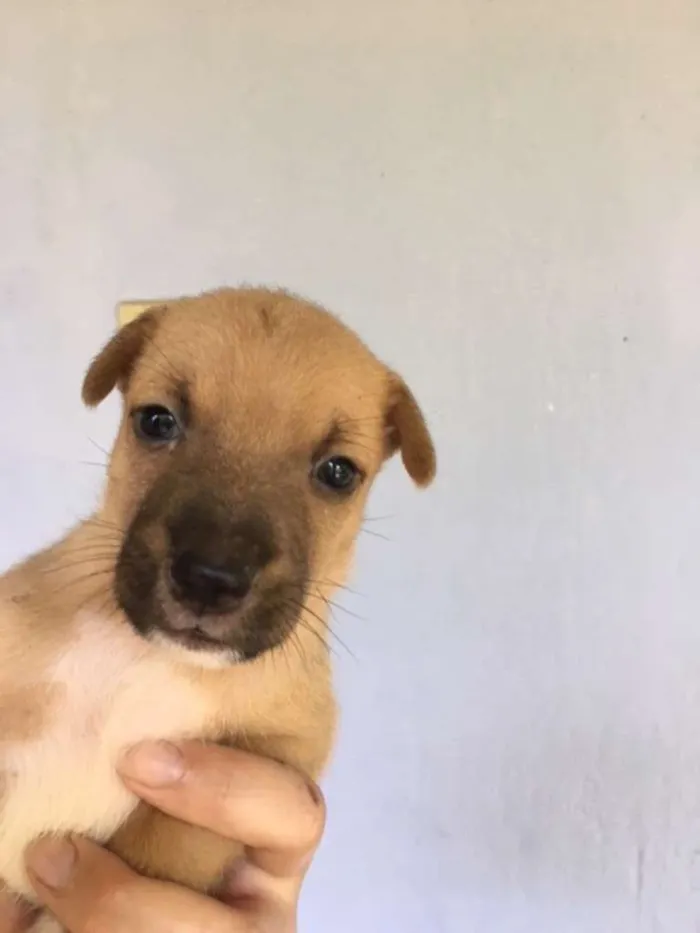 Cachorro ra a vira lata com Australiano idade Abaixo de 2 meses nome sem nome ainda