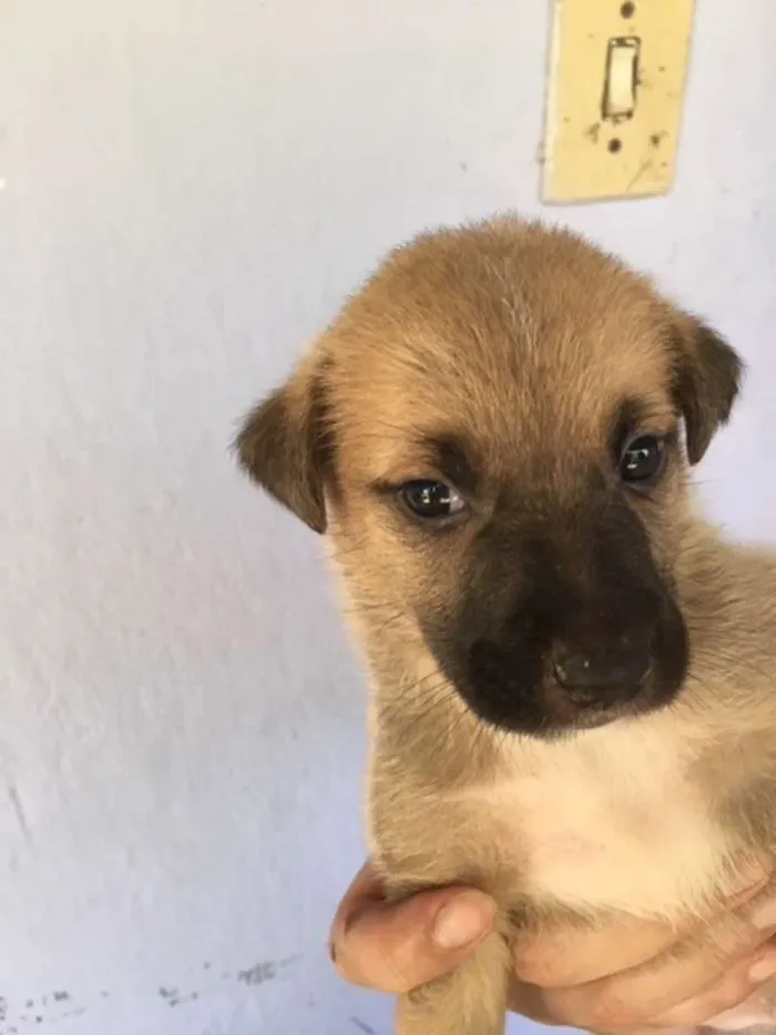 Cachorro ra a vira lata com Australiano idade Abaixo de 2 meses nome sem nome ainda