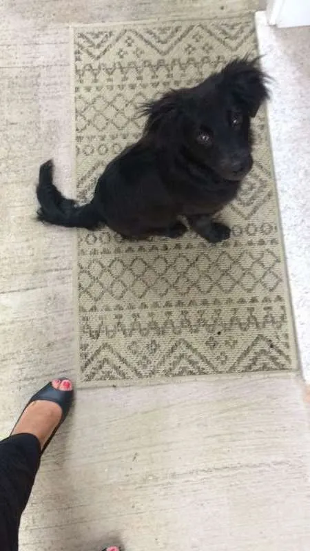 Cachorro ra a SRD idade 2 a 6 meses nome Black