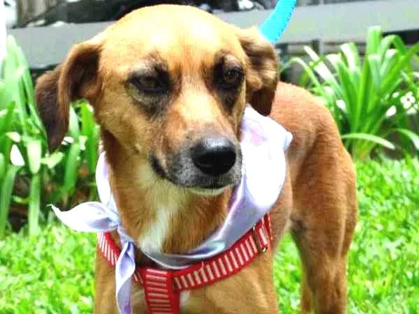 Cachorro ra a SRD idade 2 anos nome Serena