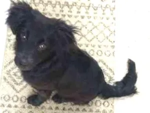 Cachorro raça SRD idade 2 a 6 meses nome Black