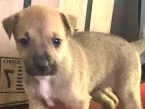 Cachorro raça vira lata com Australiano idade Abaixo de 2 meses nome sem nome ainda
