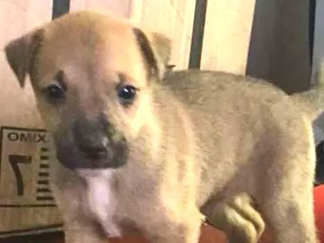 Cachorro ra a vira lata com Australiano idade Abaixo de 2 meses nome sem nome ainda