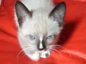 Gato raça Siames idade 2 a 6 meses nome Dina(provisorio)