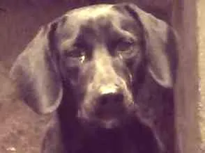 Cachorro raça Labrador  idade 5 anos nome Will