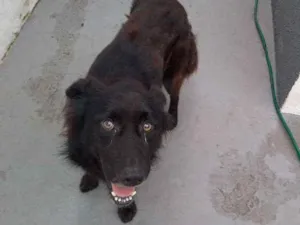 Cachorro raça SRD idade 4 anos nome Bruce