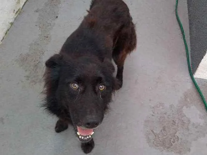 Cachorro ra a SRD idade 4 anos nome Bruce