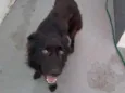 Bruce