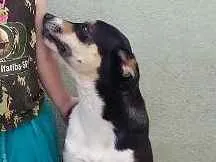 Cachorro raça boder colie não puro idade 1 ano nome Marley