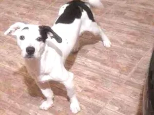 Cachorro raça Salsicha  idade 1 ano nome Jack