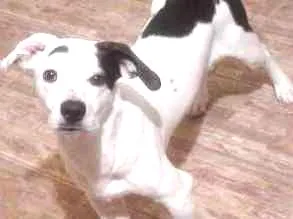 Cachorro raça Salsicha  idade 1 ano nome Jack