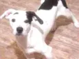 Jack