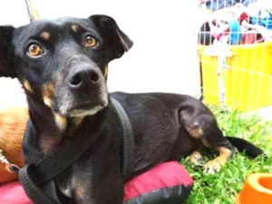 Cachorro raça srd idade 2 anos nome Lorena