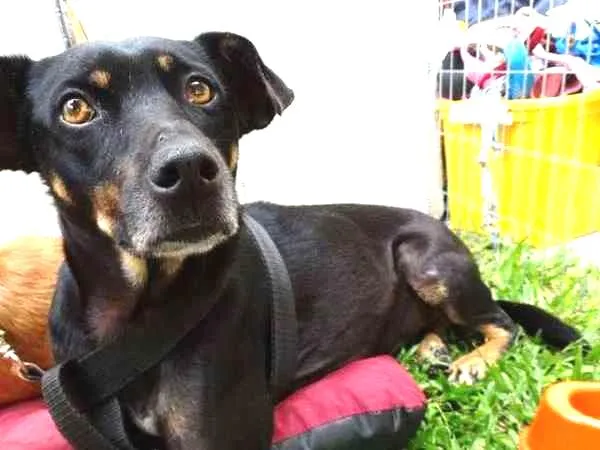 Cachorro ra a srd idade 2 anos nome Lorena