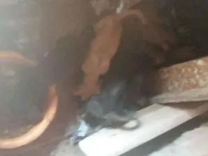 Cachorro raça Vira lata idade 2 a 6 meses nome Não tem nome ainda