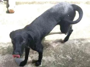 Cachorro raça Vira lata  idade 7 a 11 meses nome Paulinho