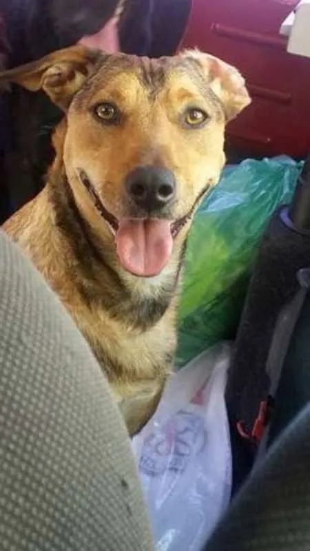 Cachorro ra a SRD idade 2 anos nome Sorriso