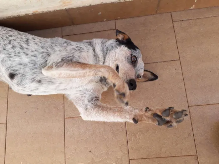 Cachorro ra a Blueheeler  idade 2 anos nome Ursa