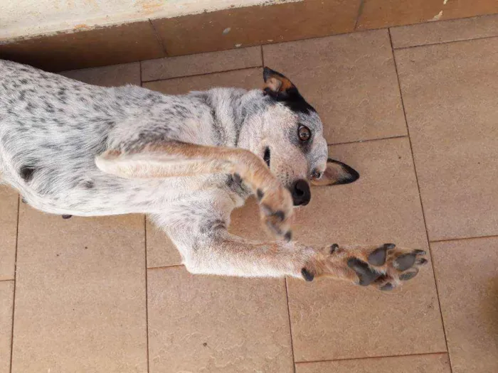 Cachorro ra a Blueheeler  idade 2 anos nome Ursa