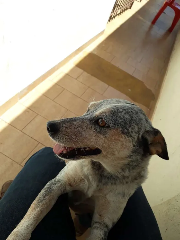 Cachorro ra a Blueheeler  idade 2 anos nome Ursa
