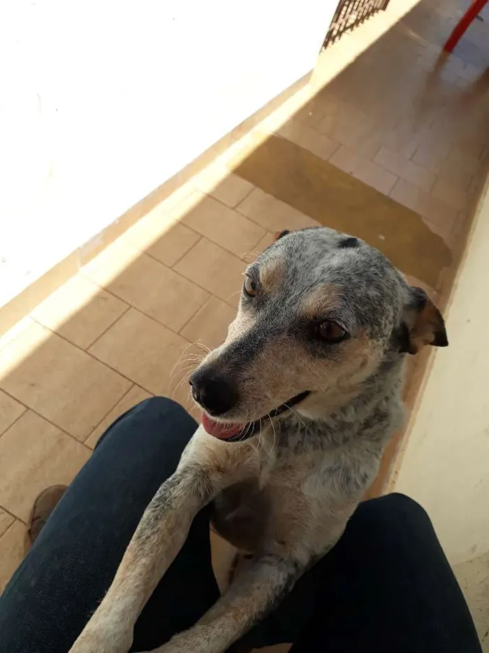 Cachorro ra a Blueheeler  idade 2 anos nome Ursa
