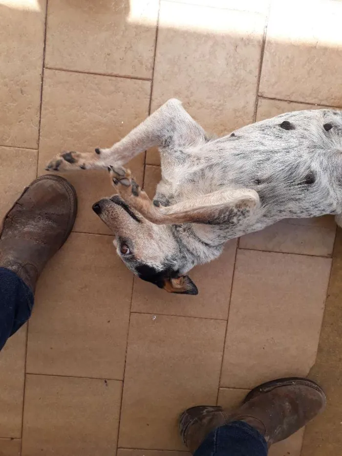 Cachorro ra a Blueheeler  idade 2 anos nome Ursa