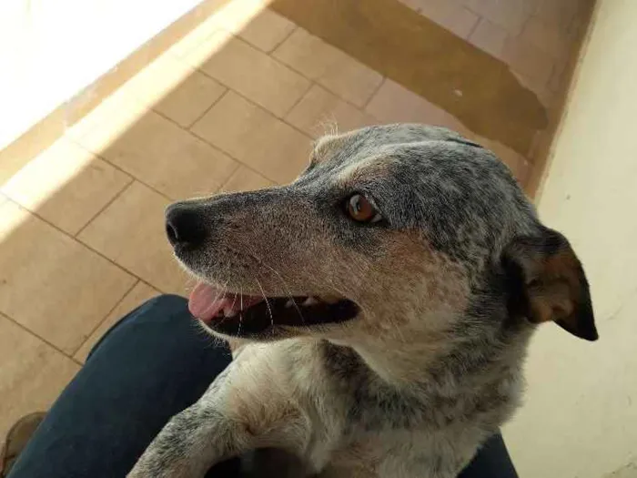 Cachorro ra a Blueheeler  idade 2 anos nome Ursa