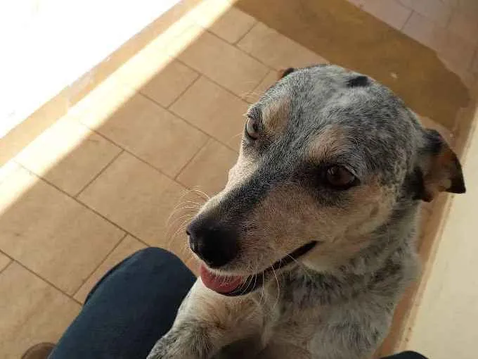 Cachorro ra a Blueheeler  idade 2 anos nome Ursa