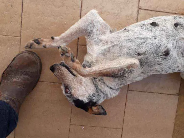 Cachorro ra a Blueheeler  idade 2 anos nome Ursa