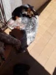 Filé com fritas