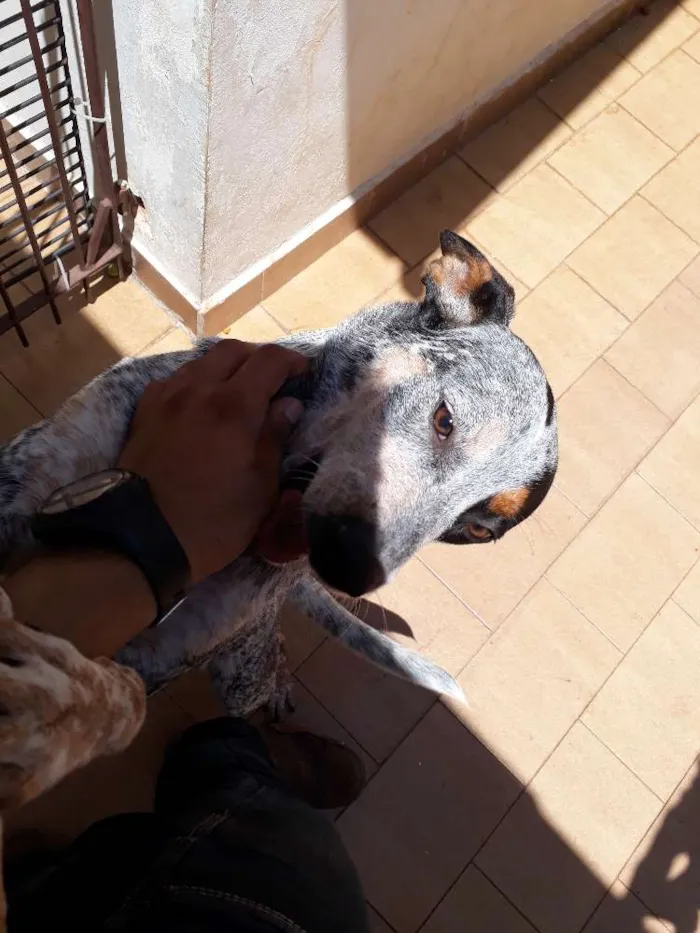 Cachorro ra a Blueheeler  idade 7 a 11 meses nome Filé com fritas