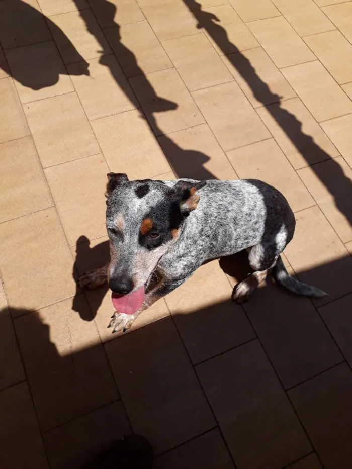 Cachorro ra a Blueheeler  idade 7 a 11 meses nome Filé com fritas