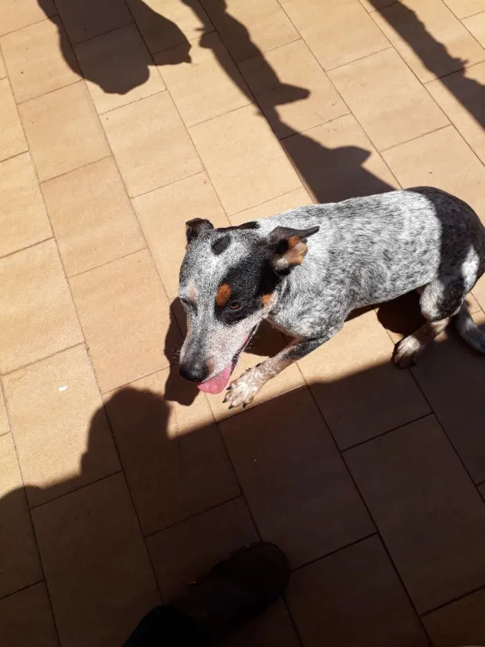 Cachorro ra a Blueheeler  idade 7 a 11 meses nome Filé com fritas