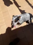 Filé com fritas