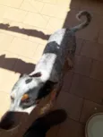 Filé com fritas