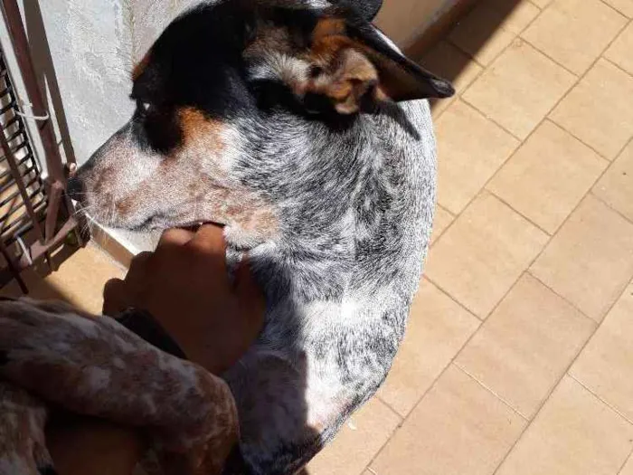 Cachorro ra a Blueheeler  idade 7 a 11 meses nome Filé com fritas