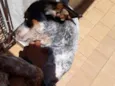 Filé com fritas