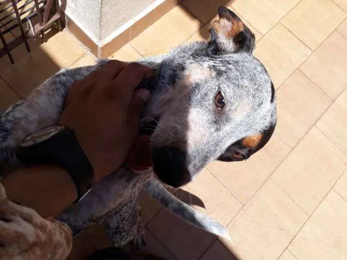 Cachorro ra a Blueheeler  idade 7 a 11 meses nome Filé com fritas