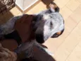 Filé com fritas