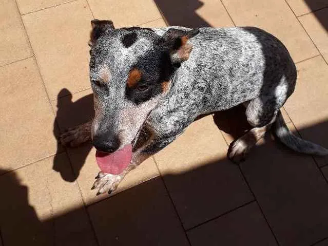 Cachorro ra a Blueheeler  idade 7 a 11 meses nome Filé com fritas