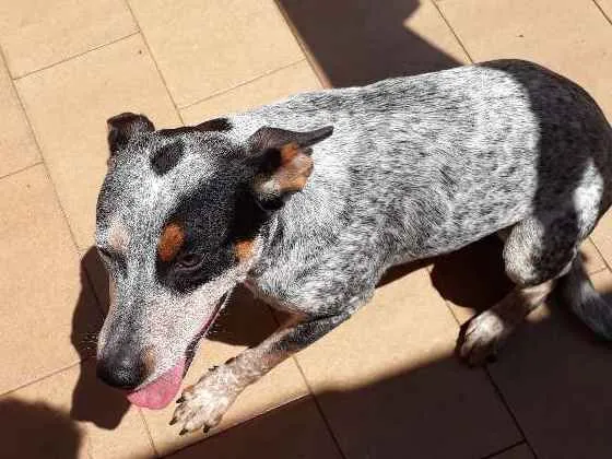 Cachorro ra a Blueheeler  idade 7 a 11 meses nome Filé com fritas