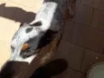 Filé com fritas