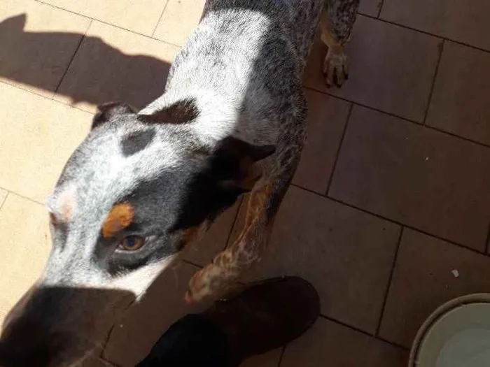 Cachorro ra a Blueheeler  idade 7 a 11 meses nome Filé com fritas