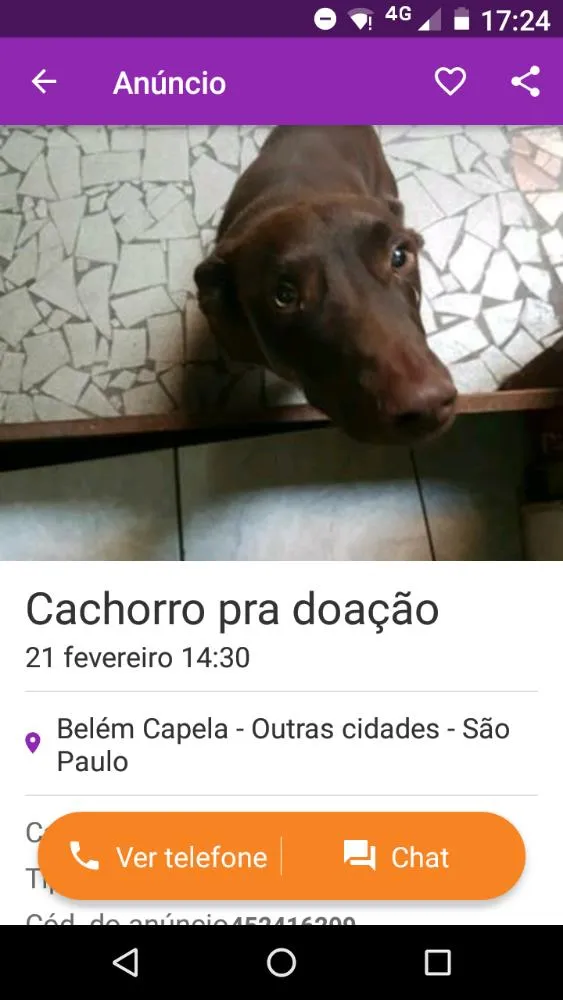 Cachorro ra a Indefinida idade 1 ano nome Tidos