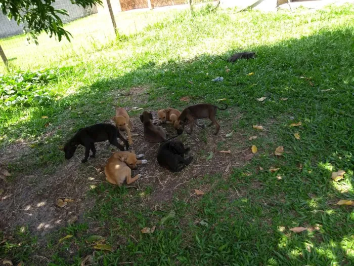 Cachorro raça Dog alemão mestiço idade 2 a 6 meses nome Sem nomes