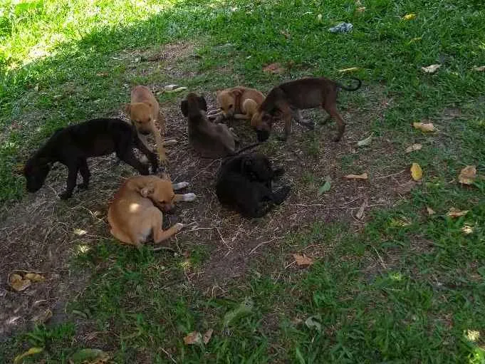 Cachorro raça Dog alemão mestiço idade 2 a 6 meses nome Sem nomes