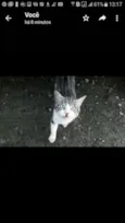 APOLO