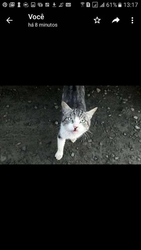 Gato ra a VIRA LATA idade 2 anos nome APOLO