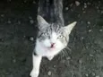 APOLO