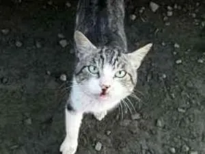 Gato raça VIRA LATA idade 2 anos nome APOLO